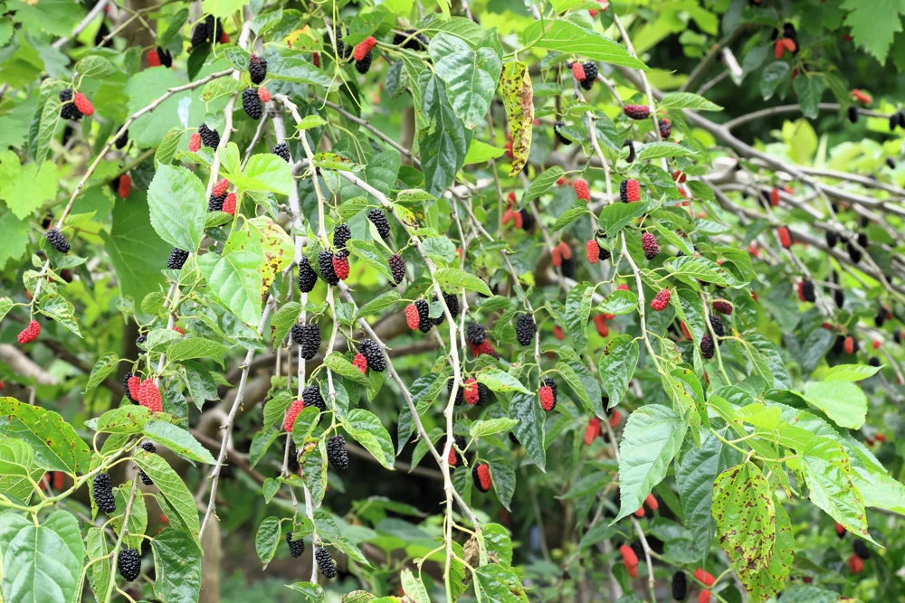 Red Mulberry Tree Seeds - Morus Rubra Fruit Bush Seeds, 15 Pack - Image 3