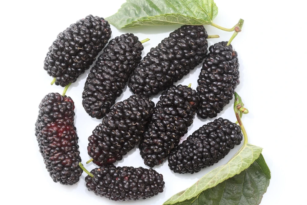 Red Mulberry Tree Seeds - Morus Rubra Fruit Bush Seeds, 15 Pack - Image 4