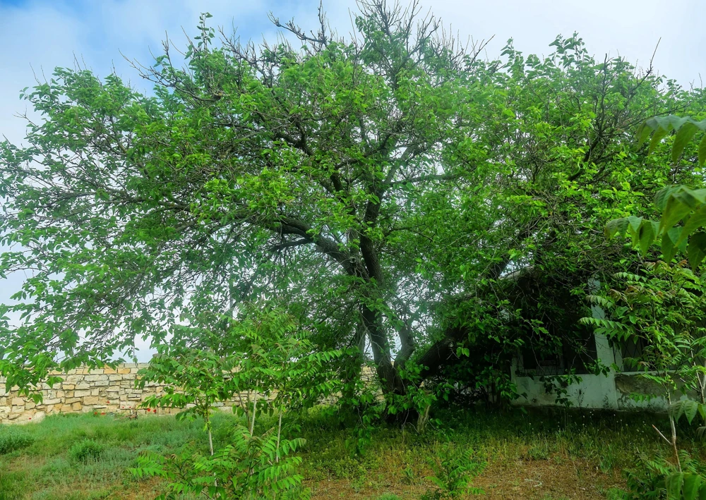 Red Mulberry Tree Seeds - Morus Rubra Fruit Bush Seeds, 15 Pack - Image 5
