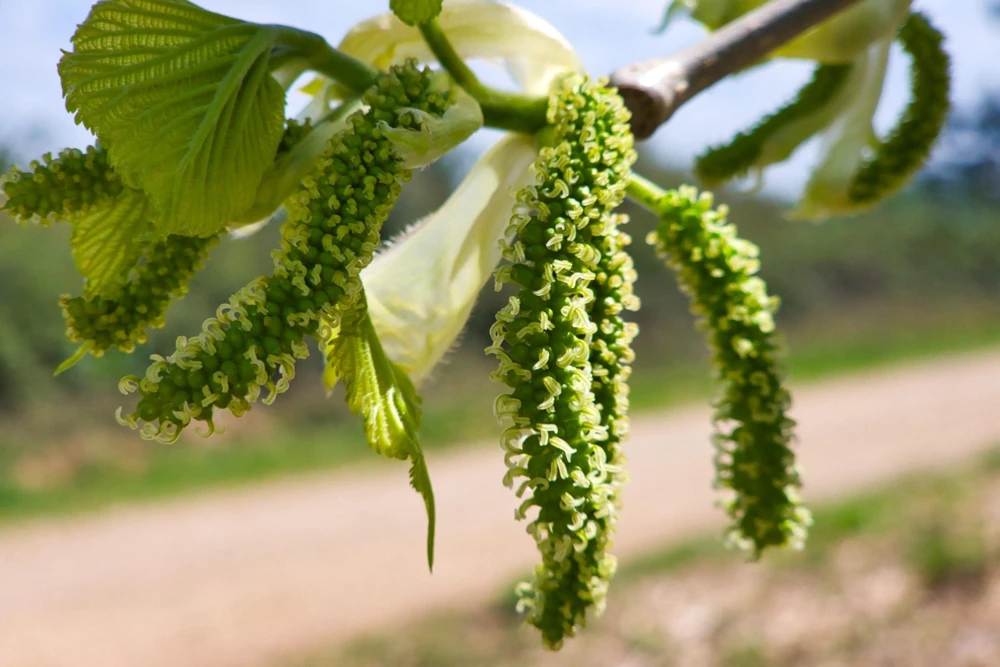 Red Mulberry Tree Seeds - Morus Rubra Fruit Bush Seeds, 15 Pack - Image 6