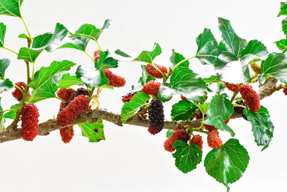 Red Mulberry Tree Seeds - Morus Rubra Fruit Bush Seeds, 15 Pack - Image 7