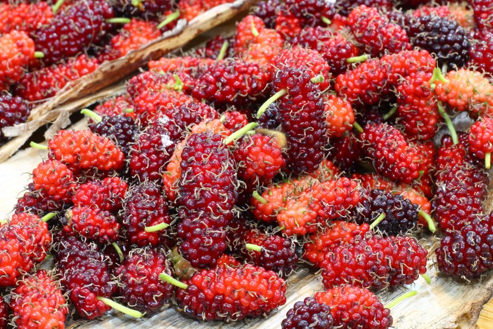 Red Mulberry Tree Seeds - Morus Rubra Fruit Bush Seeds, 15 Pack - Image 1