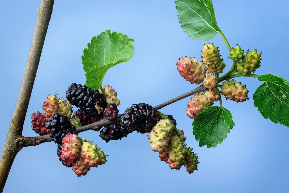 Red Mulberry Tree Seeds - Morus Rubra Fruit Bush Seeds, 15 Pack - Image 9