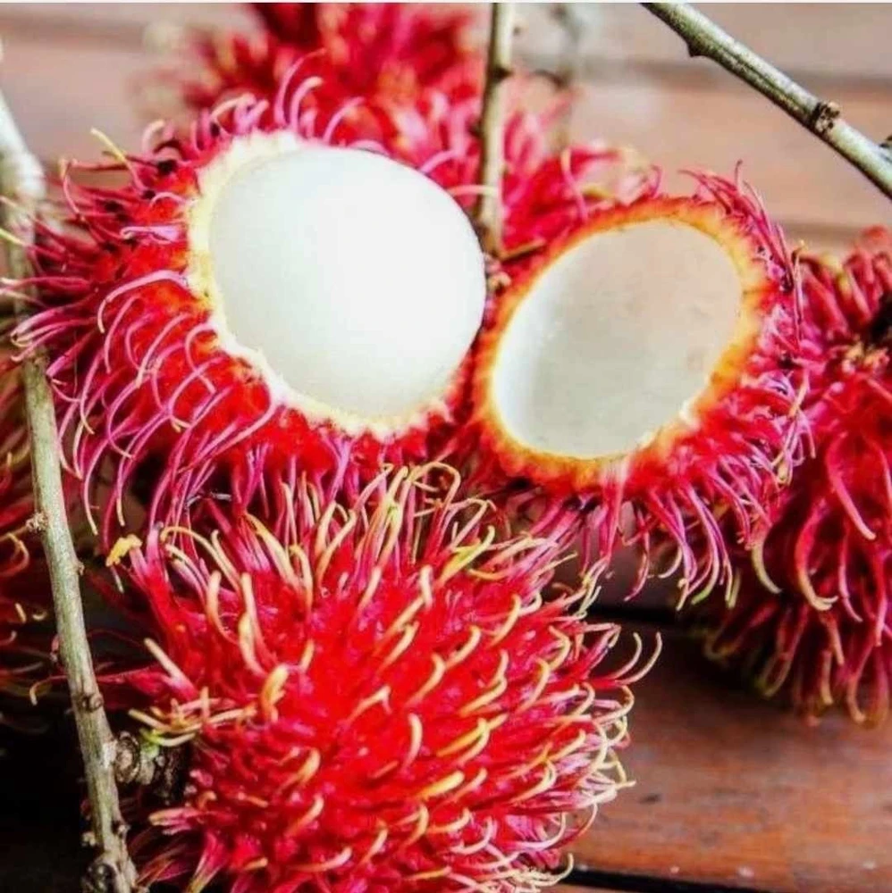Red Rambutan Tree Live Plant - Tropical Fruit Tree 10-18 inches - Image 2