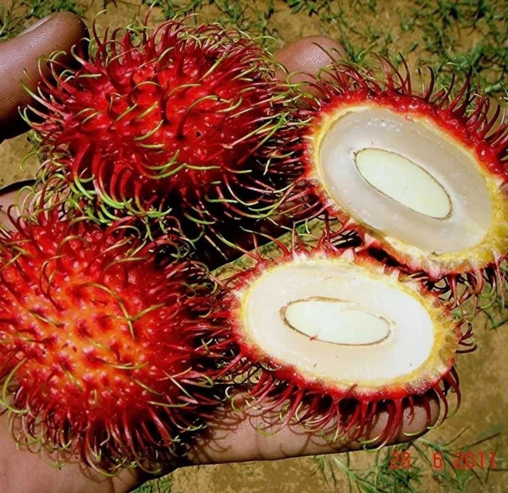 Red Rambutan Tree Live Plant - Tropical Fruit Tree 10-18 inches - Image 3