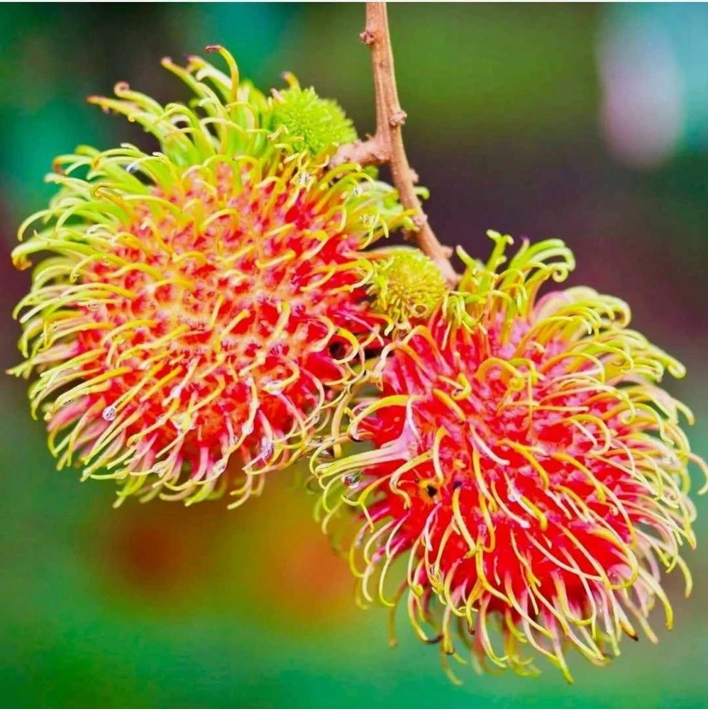Red Rambutan Tree Live Plant - Tropical Fruit Tree 10-18 inches - Image 1