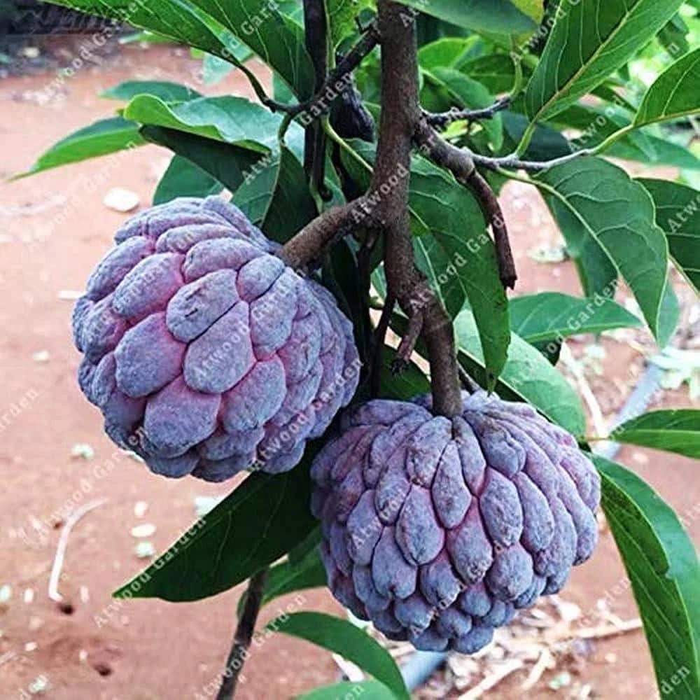 Red Sugar Apple Tree - Live Annona Squamosa Fruit Tree - 2-3ft - Image 1
