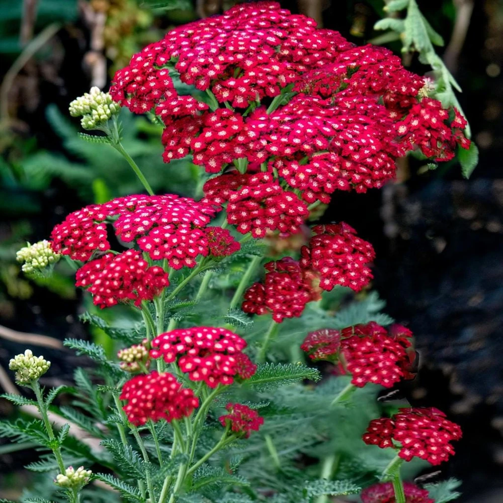 Red Yarrow Seeds 500 Count - Heirloom Achillea millefolium rubra for Pollinators - Image 2
