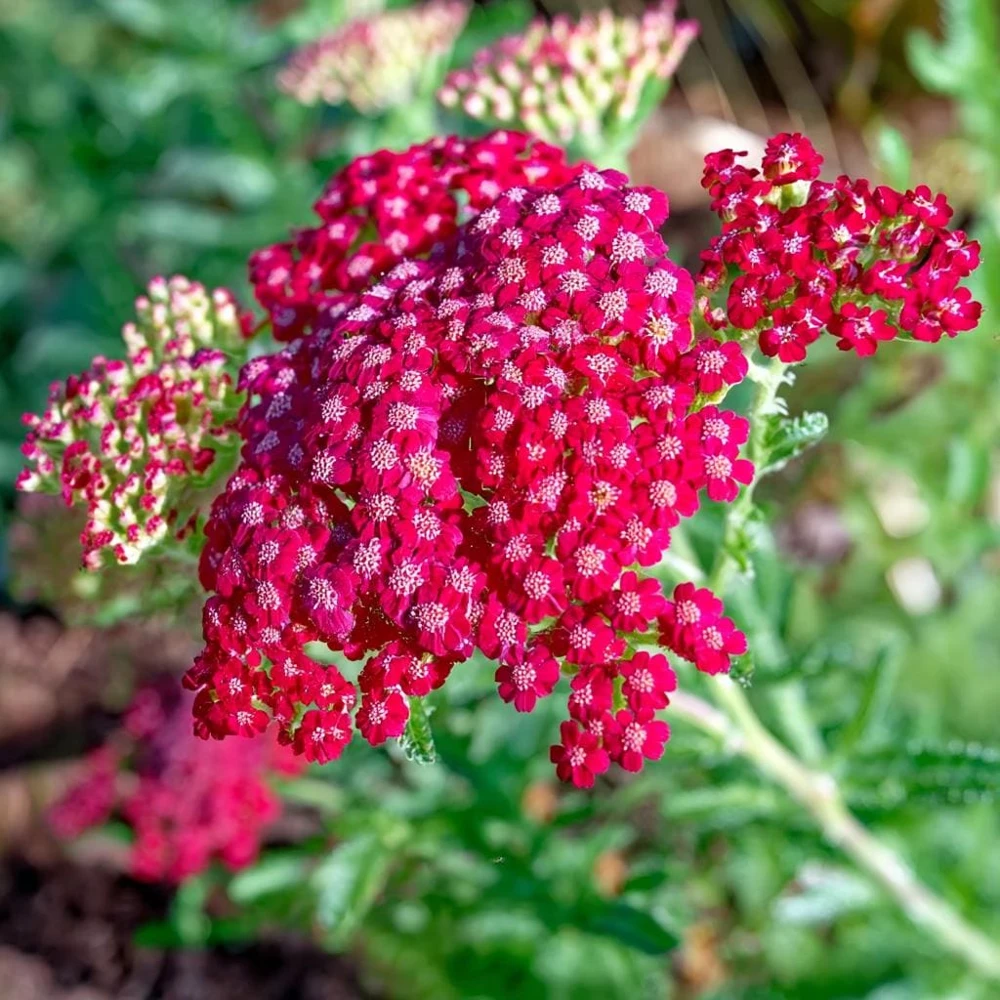 Red Yarrow Seeds 500 Count - Heirloom Achillea millefolium rubra for Pollinators - Image 3