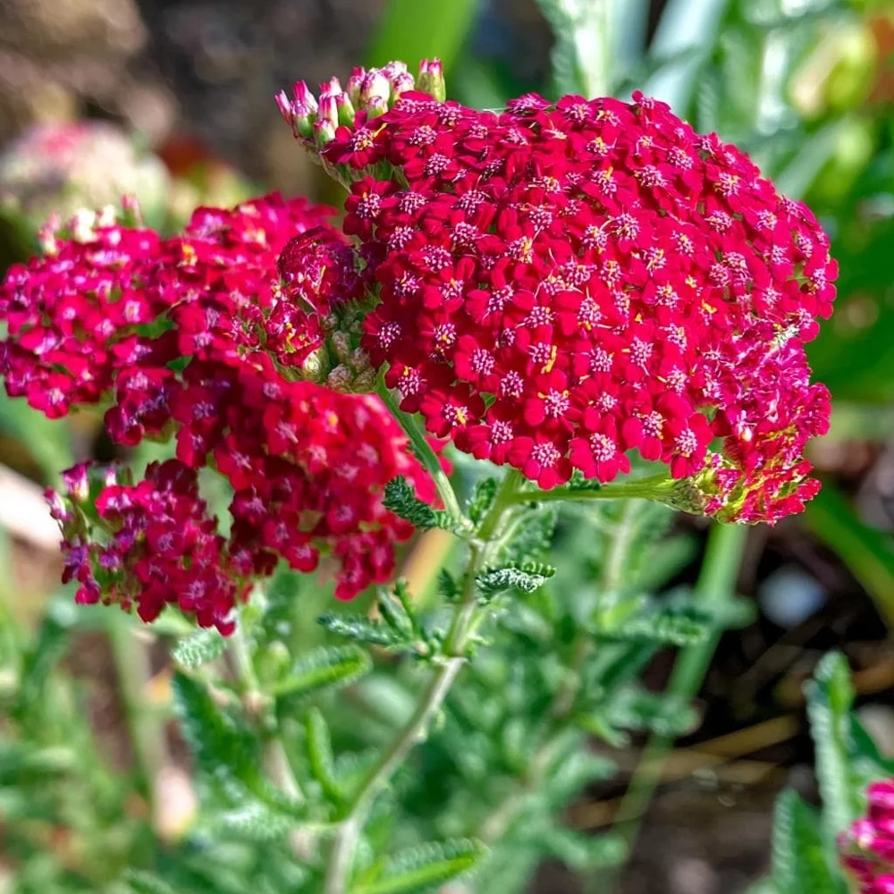 Red Yarrow Seeds 500 Count - Heirloom Achillea millefolium rubra for Pollinators - Image 4