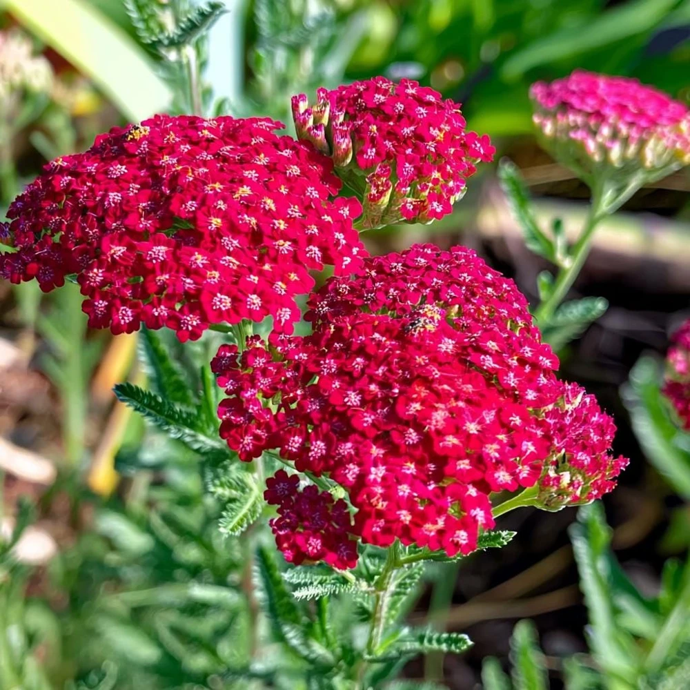 Red Yarrow Seeds 500 Count - Heirloom Achillea millefolium rubra for Pollinators - Image 1