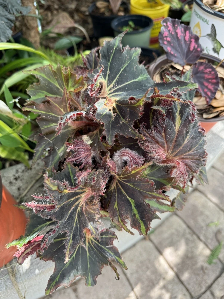 Rex Begonia Plant – Live Houseplant – Vibrant Foliage – Indoor - Image 1