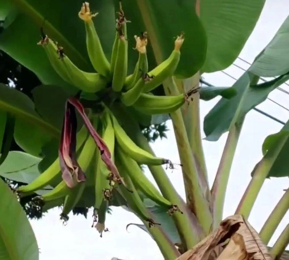 Rhino Horn Plantain Fruit Plant - Musa Acuminata Balbisiana - Live Plant (10-18in) - Image 1