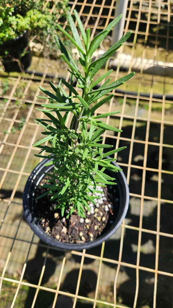 Rosemary Live Plant (Rosmarinus officinalis) – 10-20 inch Tall Culinary Herb for Garden - Image 1