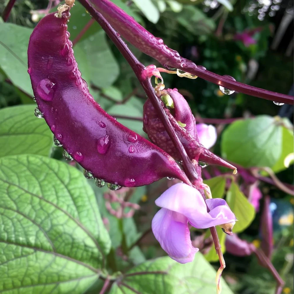 Ruby Moon Hyacinth Bean Seeds - 20 Count - Violet Pods & Fragrant Purple Blooms - Image 1