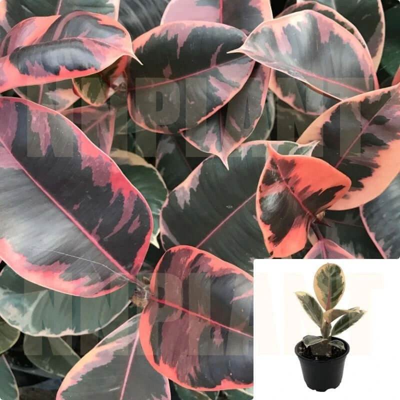 Ruby Rubber Plant Live Plant - Ficus Elastica Ruby - 4 Inch Pot - Indoor - Image 1