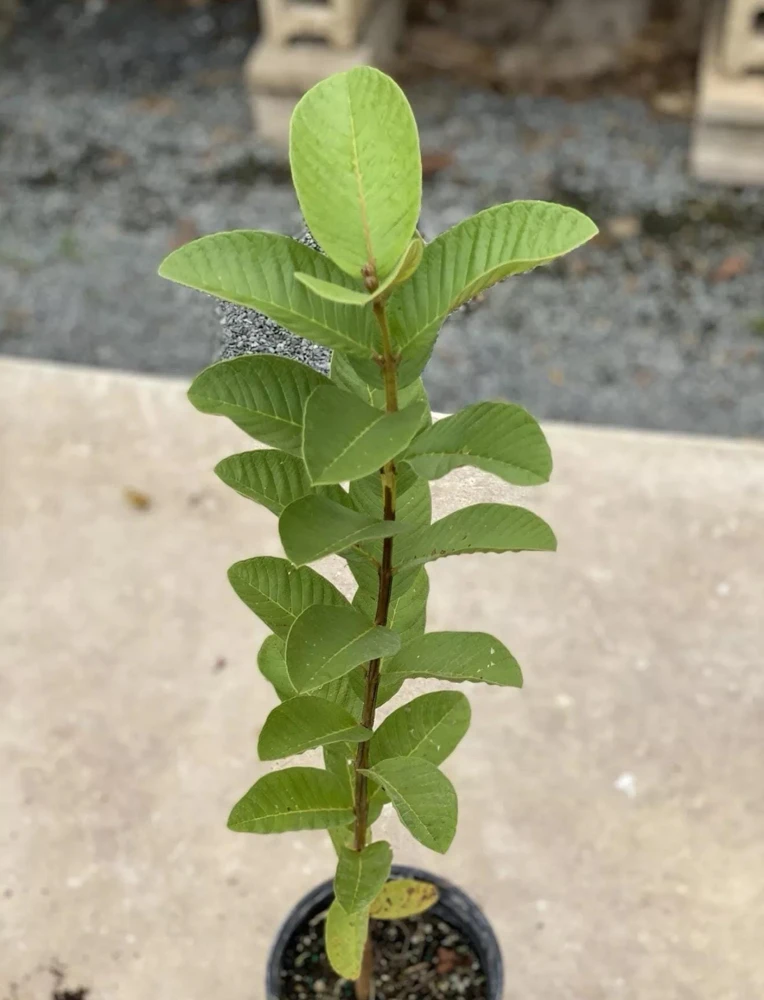 Ruby Supreme Guava Live Fruit Tree – Psidium Guajava – 3-4ft Tall – Tropical Outdoor Plant - Image 1
