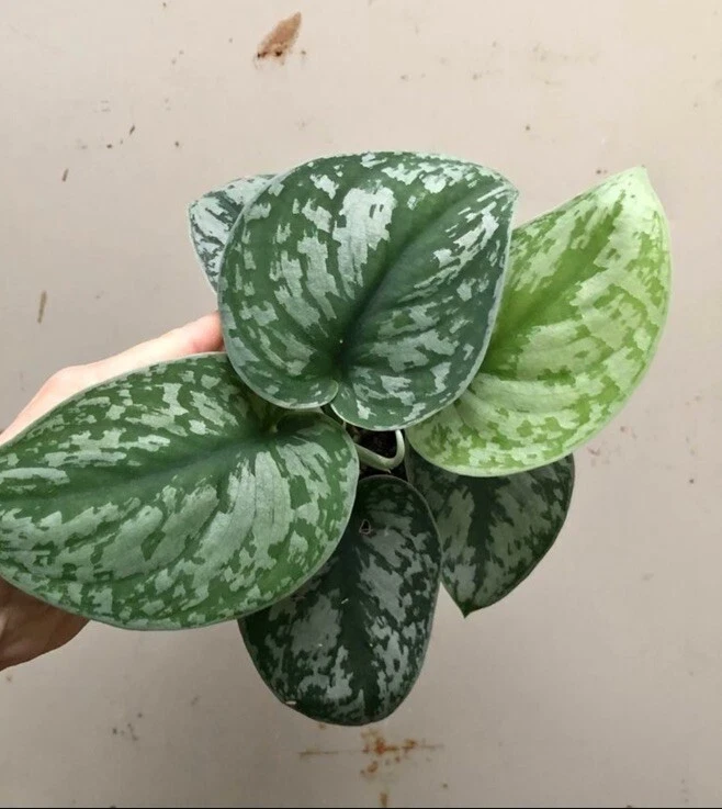 Scindapsus Pictus Live Plant – Silver Pothos – Variegated Houseplant in Pot - Image 1