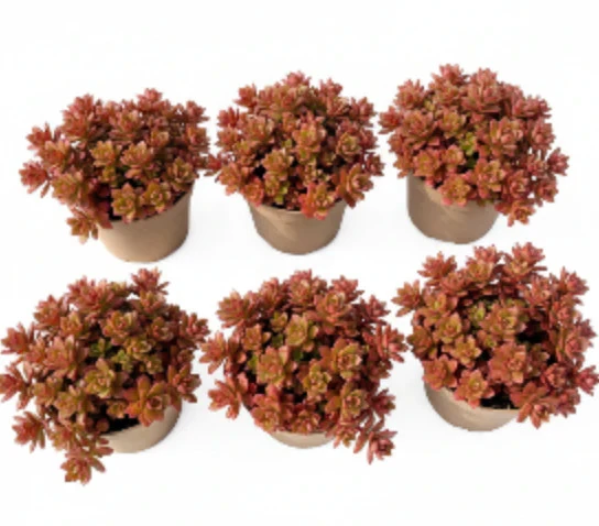 Sedum Dragons Blood Live Plant – 6-Pack 2-Inch Pot Caucasian Stonecrop – Outdoor Succulent - Image 1