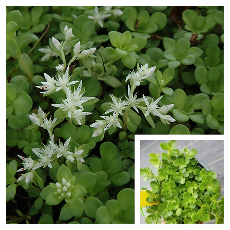 Sedum Ternatum Live Plant – Mountain Stonecrop – 4 Inch Pot – Outdoor Perennial - Image 1