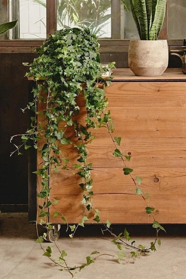 Senecio Macroglossus Live Plant - Wax Ivy Vine, Easy Care Houseplant - Image 1