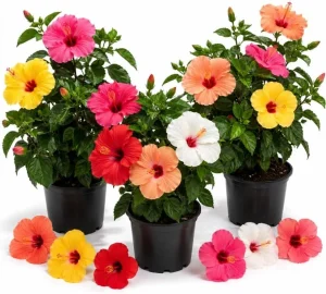 Set of 3 Mixed Hardy Hibiscus Live Plants, 4-7 Inches Tall, Rooted Flowering Shrubs - Image 1