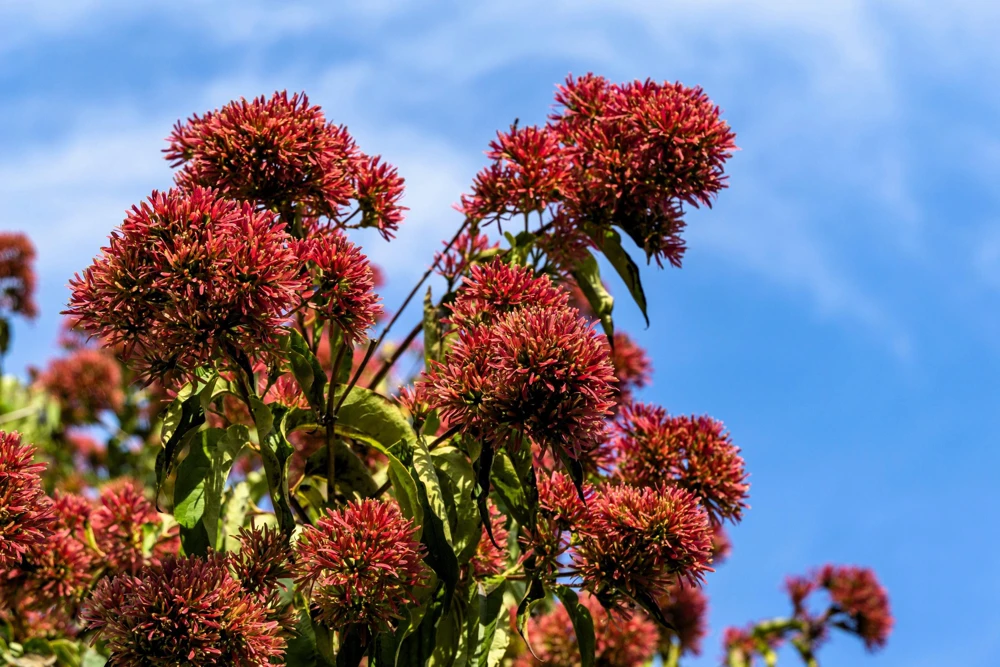 Seven Son Tree Seeds - 20 Heptacodium Miconioides White Red Flowers, Shrub Tree - Image 1