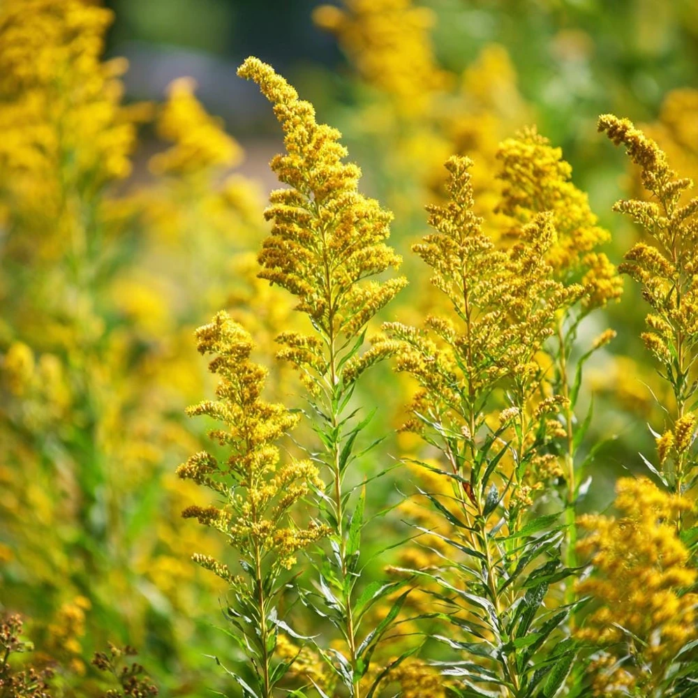 Showy Goldenrod Seeds – 200 Count – Easy-to-Grow Perennial for Pollinators - Image 1