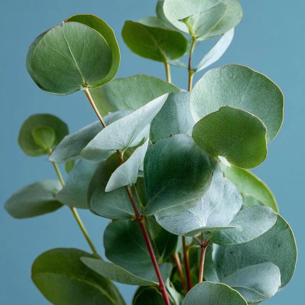 Silver Dollar Eucalyptus Seeds - 10 Seeds - Fragrant Foliage - Image 4