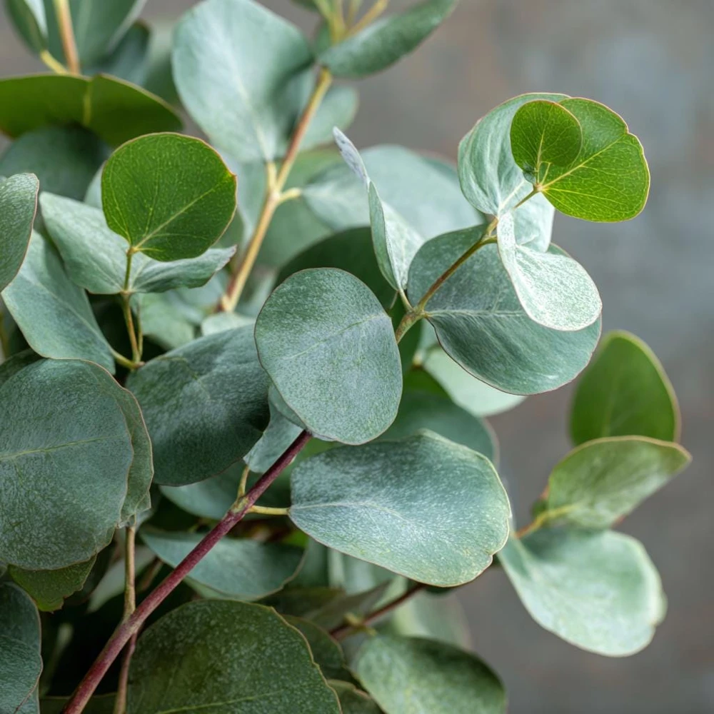 Silver Dollar Eucalyptus Seeds - 10 Seeds - Fragrant Foliage - Image 5