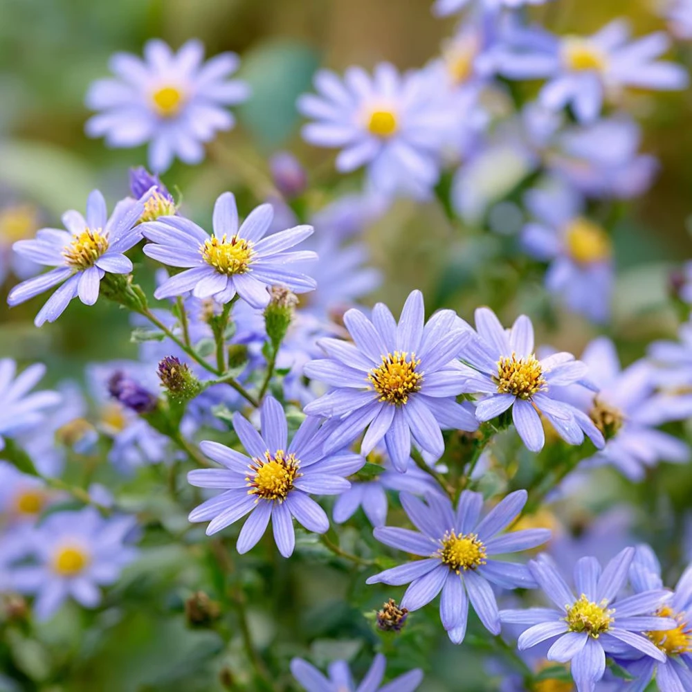 Smooth Blue Aster Seeds - 500 Count - Pollinator-Friendly Garden Flowers - Image 1