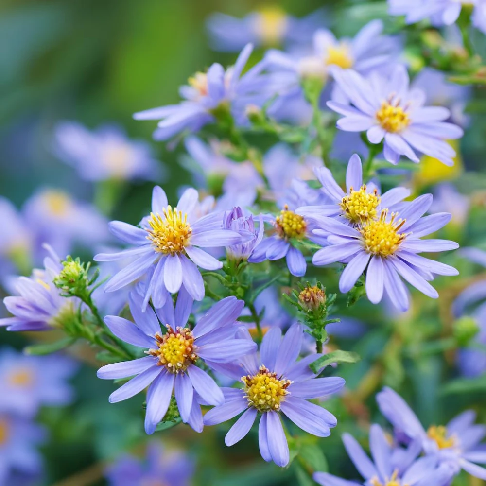 Smooth Blue Aster Seeds - 500 Count - Pollinator-Friendly Garden Flowers - Image 2