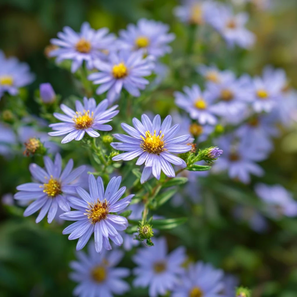 Smooth Blue Aster Seeds - 500 Count - Pollinator-Friendly Garden Flowers - Image 3