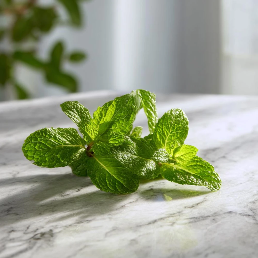 Spearmint Seeds (200) - Heirloom Herb for Culinary & Medicinal Use - Image 4
