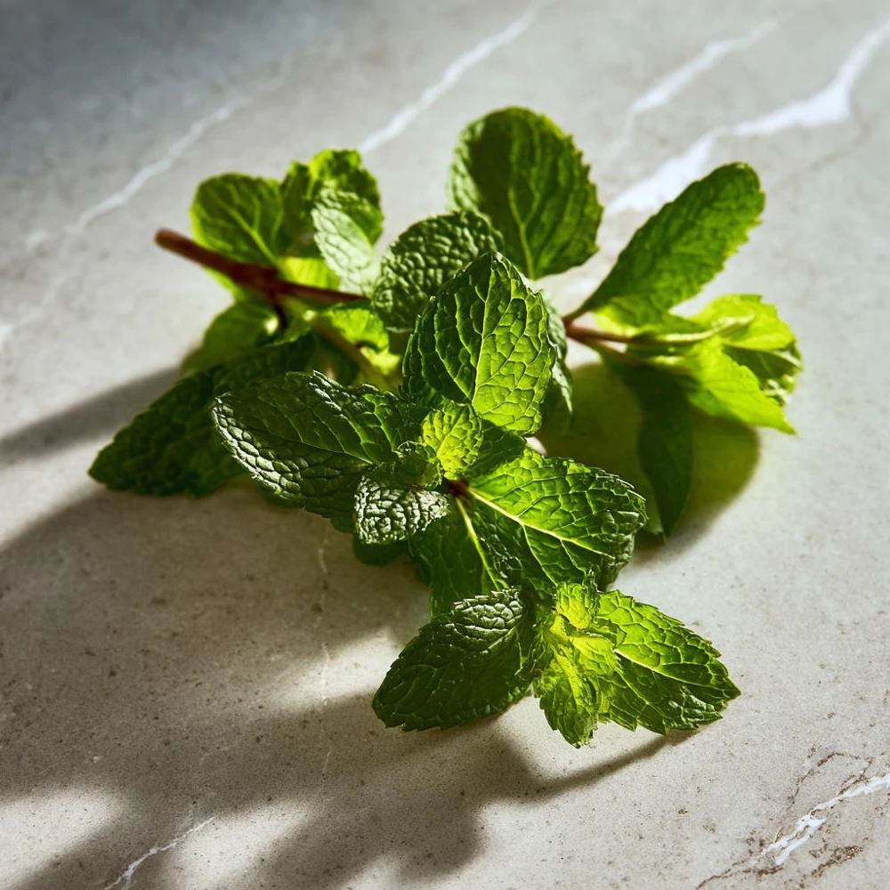 Spearmint Seeds (200) - Heirloom Herb for Culinary & Medicinal Use - Image 1
