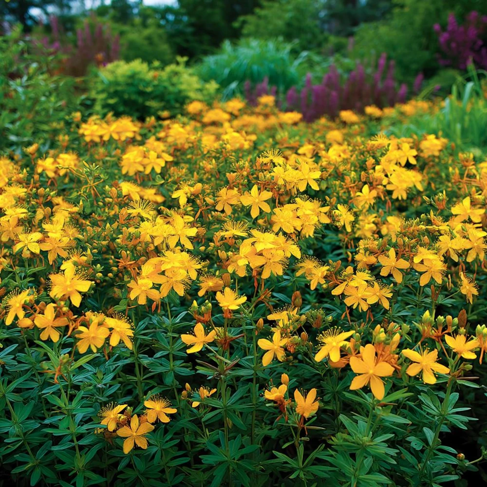 St. John's Wort Seeds - 100 Count Hypericum pyramidatum Native Wildflower - Image 3