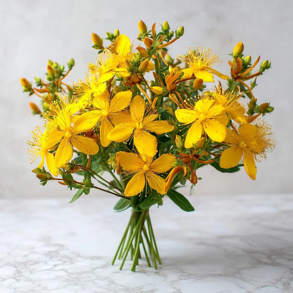 St. John's Wort Seeds - 100 Count Hypericum pyramidatum Native Wildflower - Image 7
