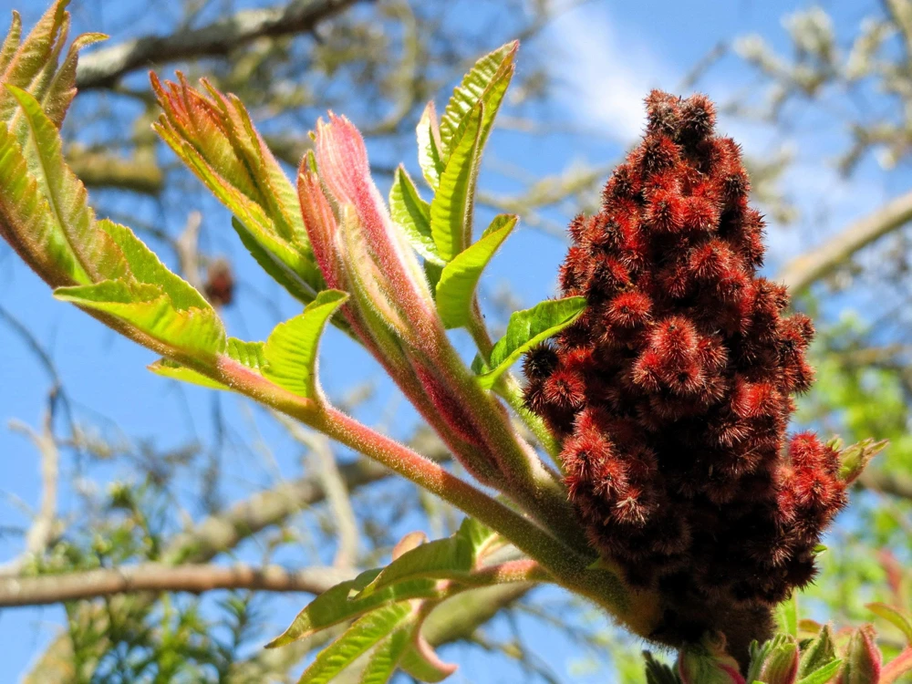 Staghorn Sumac Tree Seeds - 50 Rhus Typhina Seeds, Yellow Flowers, Red Berries - Image 1