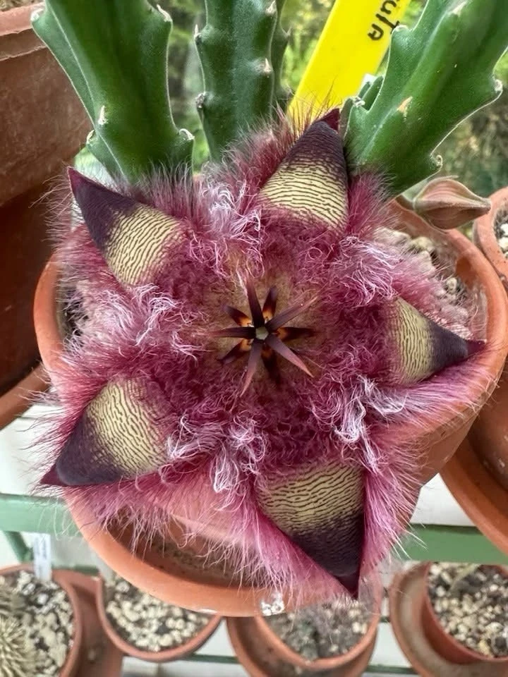 Stapelia Hirsuta Live Plant - Hairy Toad Cactus Succulent - Image 1