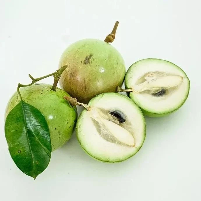 Star Apple Live Fruit Tree – Caimito (Chrysophyllum Cainito) – 12-24 inch - Image 1