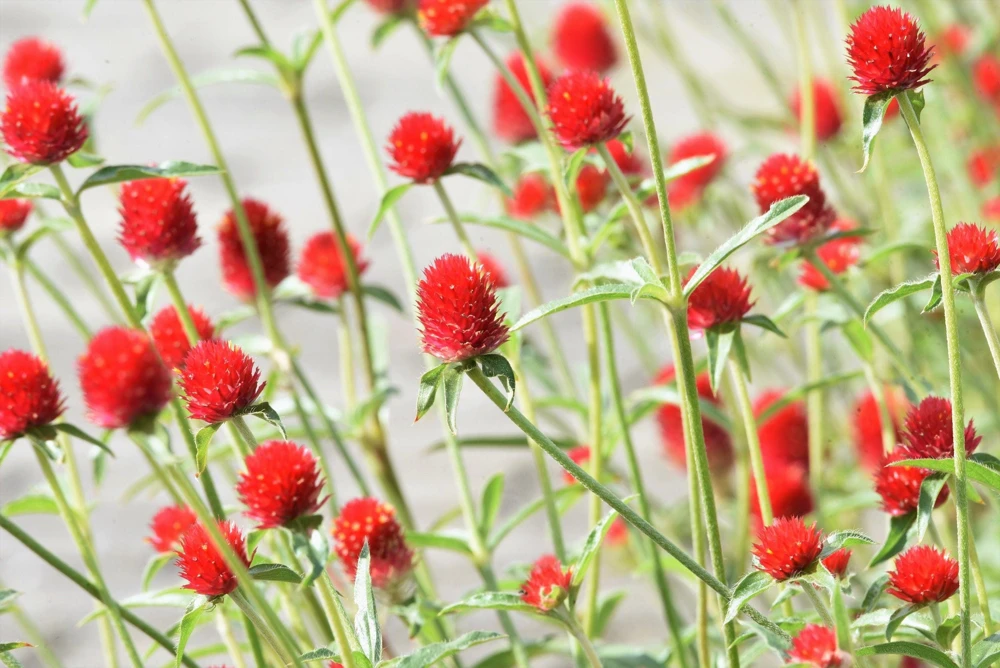 Strawberry Fields Gomphrena Seeds - 50 Count Scarlet Red Globe Amaranth Flower - Image 1