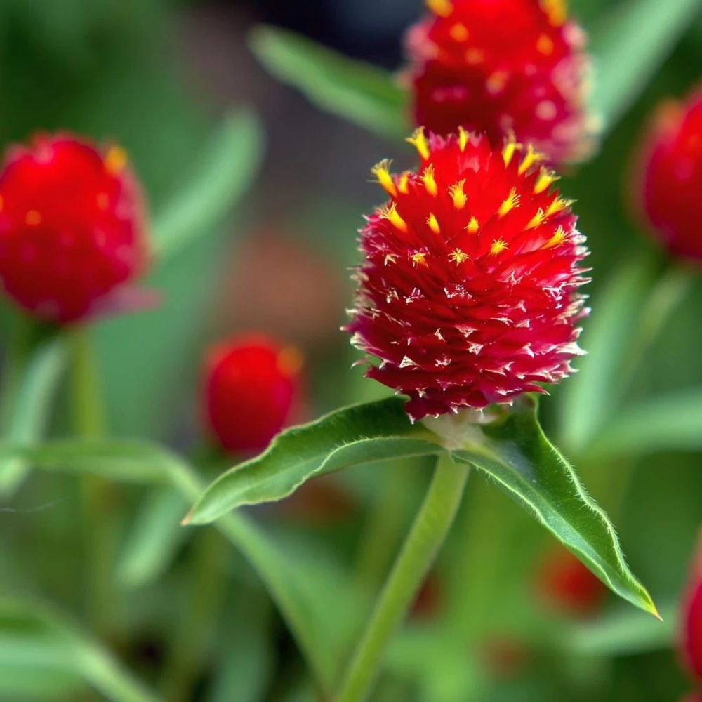 Strawberry Red Gomphrena Seeds - 25 Count - Vibrant Globe Flowers - Image 2