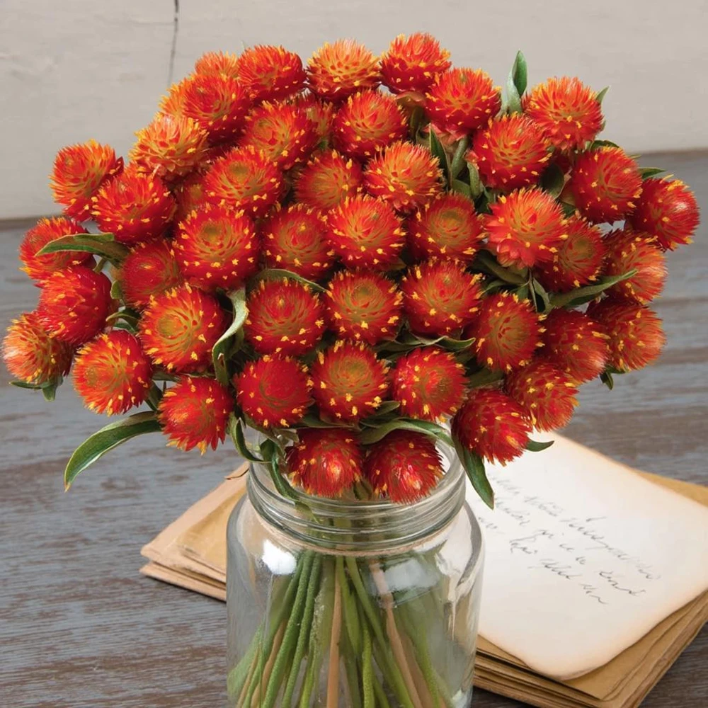 Strawberry Red Gomphrena Seeds - 25 Count - Vibrant Globe Flowers - Image 3