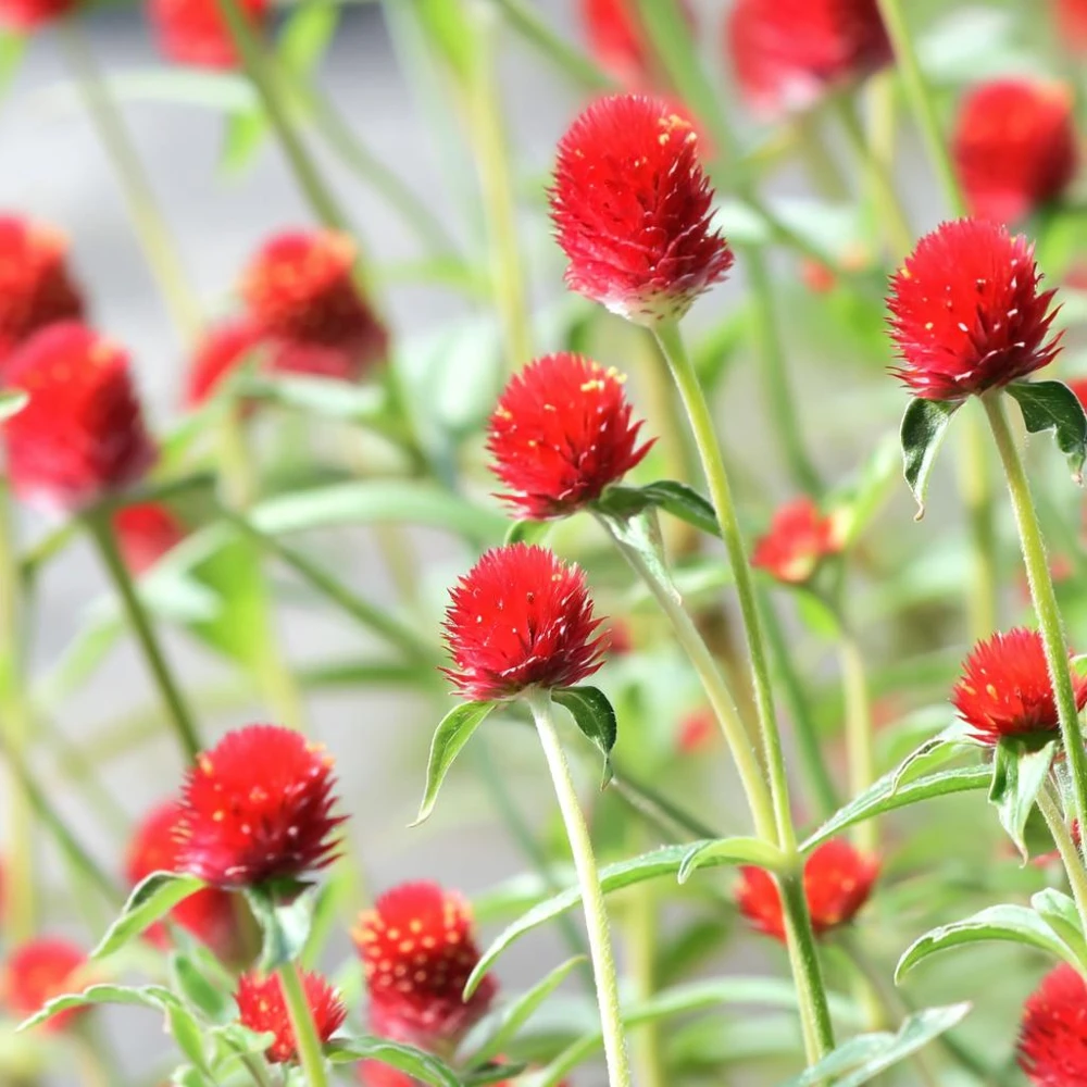 Strawberry Red Gomphrena Seeds - 25 Count - Vibrant Globe Flowers - Image 4