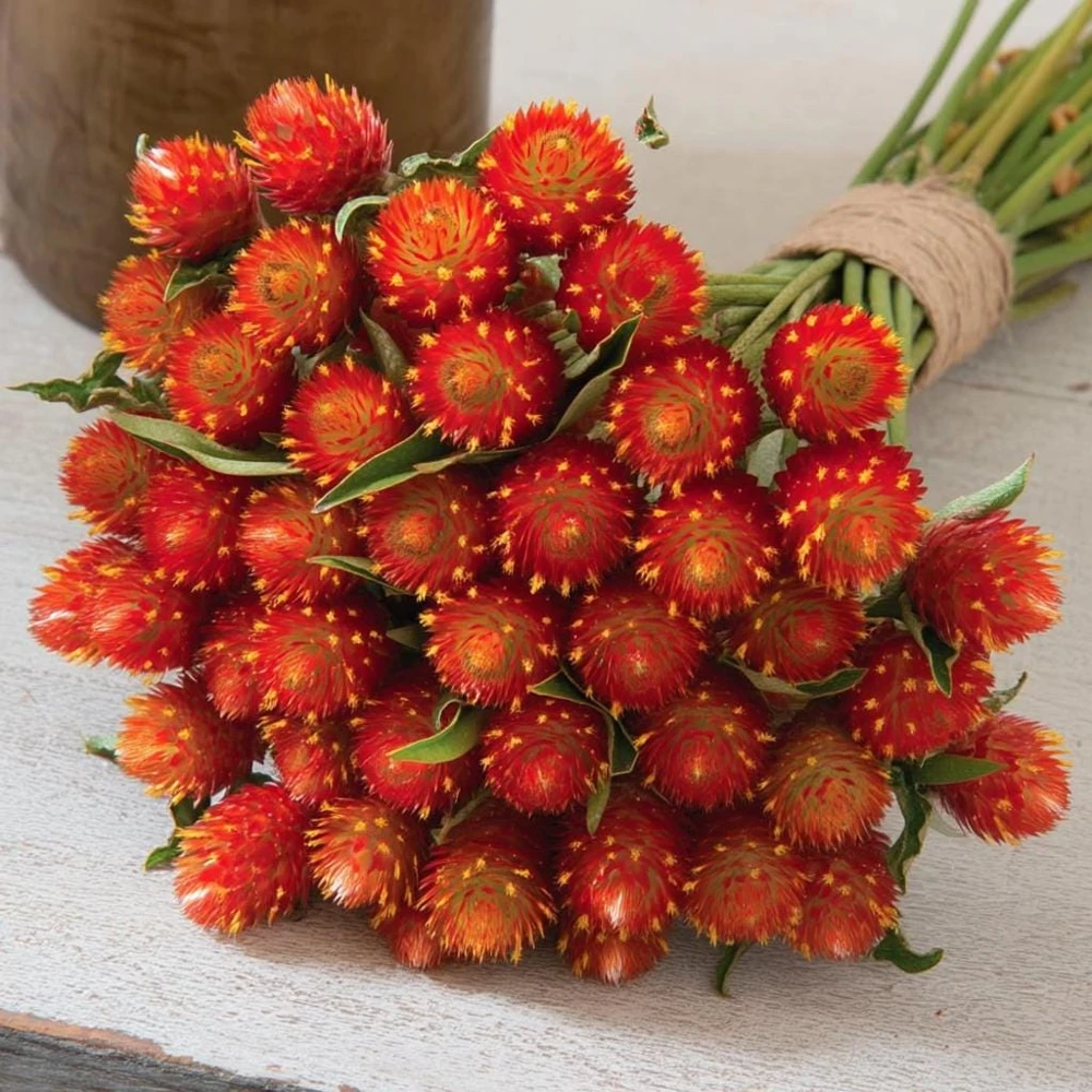 Strawberry Red Gomphrena Seeds - 25 Count - Vibrant Globe Flowers - Image 1