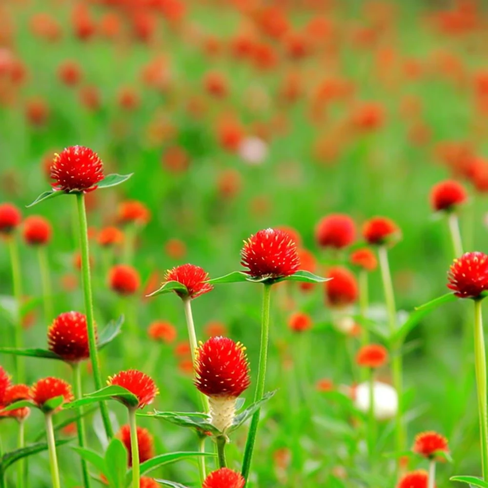 Strawberry Red Gomphrena Seeds - 25 Count - Vibrant Globe Flowers - Image 5