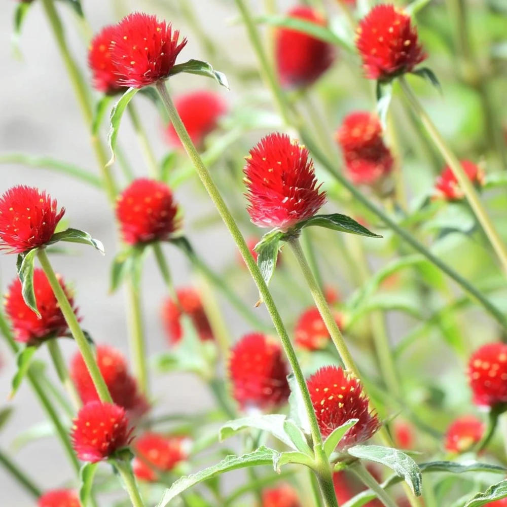 Strawberry Red Gomphrena Seeds - 25 Count - Vibrant Globe Flowers - Image 7