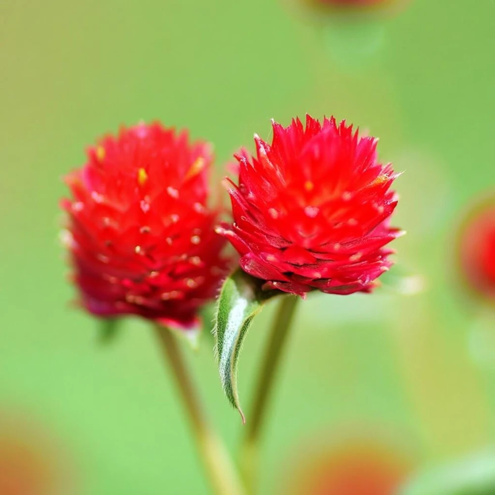 Strawberry Red Gomphrena Seeds - 25 Count - Vibrant Globe Flowers - Image 8
