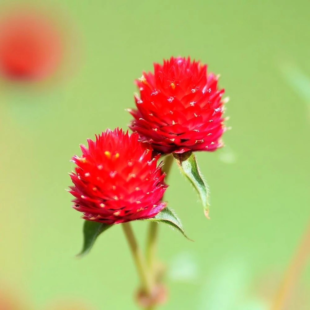 Strawberry Red Gomphrena Seeds - 25 Count - Vibrant Globe Flowers - Image 9