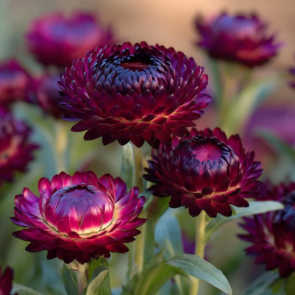 Strawflower Seeds Purple Red Black - 50 Seeds - Vibrant Long-Lasting Blooms - Image 1